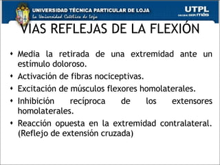 VIAS REFLEJAS DE LA FLEXIÓN Media la retirada de una extremidad ante un estímulo doloroso. Activación de fibras nociceptivas. Excitación de músculos flexores homolaterales. Inhibición recíproca de los extensores homolaterales. Reacción opuesta en la extremidad contralateral. (Reflejo de extensión cruzada) 