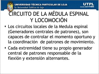 CIRCUITO DE LA MÉDULA ESPINAL Y LOCOMOCIÓN Los circuitos locales de la Medula espinal (Generadores centrales de patrones), son capaces de controlar el momento oportuno y la coordinación  de patrones de movimiento. Cada extremidad tiene su propio generador central de patrones responsable de la flexión y extensión alternantes. 