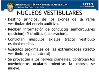 NUCLEOS VESTIBULARES Destino principal de los axones de la rama vestibular del nervio auditivo. Reciben información de conductos semicirculares (posición). Y otolitos (aceleración). Controlan músculos axiales tracto vestíbulo espinal-medial. Músculos proximales de las extremidades (tracto vestíbulo-espinal lateral). Se proyectan a los nervios craneales, controlan los movimientos oculares mientras la cabeza se mueve. 