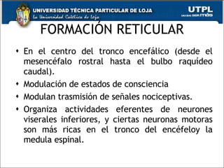 FORMACIÓN RETICULAR En el centro del tronco encefálico (desde el mesencéfalo rostral hasta el bulbo raquídeo caudal). Modulación de estados de consciencia  Modulan trasmisión de señales nociceptivas. Organiza actividades eferentes de neurones viserales inferiores, y ciertas neuronas motoras son más ricas en el tronco del encéfeloy la medula espinal. 