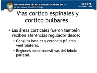 Vías cortico espinales y  cortico bulbares.  Las áreas corticales fueron también reciben aferencias regulador desde: Ganglios basales y cerebelo (tálamo ventrolateral. Regiones somatosensitivas del lóbulo parietal. 