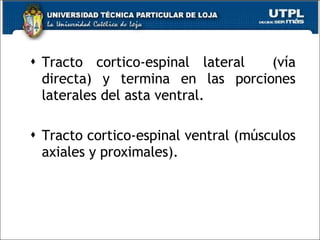 Tracto cortico-espinal lateral  (vía directa) y termina en las porciones laterales del asta ventral. Tracto cortico-espinal ventral (músculos axiales y proximales). 