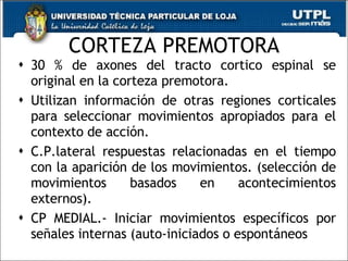 CORTEZA PREMOTORA 30 % de axones del tracto cortico espinal se original en la corteza premotora. Utilizan información de otras regiones corticales para seleccionar movimientos apropiados para el contexto de acción. C.P.lateral respuestas relacionadas en el tiempo con la aparición de los movimientos. (selección de movimientos basados en acontecimientos externos).  CP MEDIAL.- Iniciar movimientos específicos por señales internas (auto-iniciados o espontáneos 