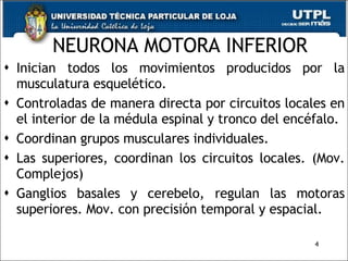 NEURONA MOTORA INFERIOR Inician todos los movimientos producidos por la musculatura esquelético. Controladas de manera directa por circuitos locales en el interior de la médula espinal y tronco del encéfalo. Coordinan grupos musculares individuales. Las superiores, coordinan los circuitos locales. (Mov. Complejos) Ganglios basales y cerebelo, regulan las motoras superiores. Mov. con precisión temporal y espacial. 