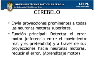 CEREBELO Envía proyecciones prominentes a todas las neuronas motoras superiores. Función principal: Detectar el error motor (diferencia entre el movimiento real y el pretendido) y a través de sus proyecciones hacia neuronas motoras, reducir el error. (Aprendizaje motor) 