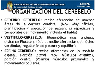 ORGANIZACIÓN DEL CEREBELO CEREBRO -CEREBELO : recibe aferencias de muchas áreas de la corteza cerebral. (Mov. Muy hábiles, planificación y ejecución de secuencias espaciales y temporales del movimiento incluida el habla) VESTIBULO-CEREBELO:  filogenética mas antigua, divide en Flóculo y nódulo, recibe aferencias del núcleo vestibular, regulación de postura y equilibrio. ESPINO-CEREBELO:  recibe aferencias de la medula espinal. Porción lateral (mov. Músculos distales), porción central (Vermis) músculos proximales y movimientos oculares. 