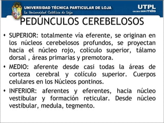 PEDÚNCULOS CEREBELOSOS SUPERIOR: totalmente vía eferente, se originan en los núcleos cerebelosos profundos, se proyectan hacia el núcleo rojo, colículo superior, tálamo dorsal , áreas primarias y premotora. MEDIO: aferente desde casi todas la áreas de corteza cerebral y colículo superior. Cuerpos celulares en los Núcleos pontinos. INFERIOR: aferentes y eferentes, hacia núcleo vestibular y formación reticular. Desde núcleo vestibular, medula, tegmento. 