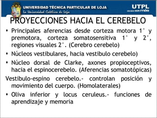 PROYECCIONES HACIA EL CEREBELO Principales aferencias desde corteza motora 1° y premotora, corteza somatosensitiva 1° y 2°, regiones visuales 2°. (Cerebro cerebelo) Núcleos vestibulares, hacia vestibulo cerebelo) Núcleo dorsal de Clarke, axones propioceptivos, hacia el espinocerebelo. (Aferencias somatotópicas) Vestibulo-espino cerebelo.- controlan posición y movimiento del cuerpo. (Homolaterales) Oliva inferior y locus ceruleus.- funciones de aprendizaje y memoria  