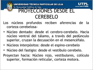 PROYECCIONES DESDE EL CEREBELO Los núcleos profundos reciben aferencias de la corteza cerebelosa- Núcleo dentado: desde el cerebro-cerebelo. Hacia núcleo ventral del tálamo, a través del pedúnculo superior, cruzan la decusación en el mesencéfalo. Núcleos interpósitos: desde el espino-cerebelo Núcleo del fastigio: desde el vestíbulo cerebelo. Proyectan hacia: Núcleo rojo, vestibulares, colículo superior, formación reticular, corteza motora. 