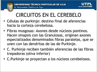 CIRCUITOS EN EL CEREBELO Células de purkinje: destino final de aferencias hacia la corteza cerebelosa. Fibras musgosas: Axones desde núcleos pontinos. Hacen sinapsis con las Granulosas, originan axones especializados denominados fibras paralelas, que se unen con las dendritas de las de Purkinje. C. Purkinje reciben también aferencias de las fibras trepadoras (oliva inferior)  C.Purkinje se proyectan a los núcleos cerebelosos. 