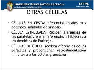 OTRAS CÉLULAS CÉLULAS EN CESTA: aferencias locales mas potentes, inhibidor de sinapsis.  CÉLULA ESTRELLADA: Reciben aferencias de las paralelas y envían aferencias inhibidoras a las dendritas de Purkinje. CÉLULAS DE GOLGI: reciben aferencias de las paralelas y proporcionan retroalimentación inhibitoria a las células granulares 
