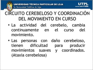 CIRCUITO CEREBELOSO Y COORDINACIÓN DEL MOVIMIENTO EN CURSO La actividad del cerebelo, cambia continuamente en el curso del movimiento. Las personas con daño cerebeloso, tienen dificultad para producir movimientos suaves y coordinados. (Ataxia cerebelosa)  