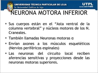 NEURONA MOTORA INFERIOR Sus cuerpos están en el “Asta ventral de la columna vertebral” y núcleos motores de los N. Craneales. También llamadas Neuronas motoras  α Envían axones a los músculos esqueléticos (Nervios periféricos espinales) Las neuronas del circuito local reciben aferencias sensitivas y proyecciones desde las neuronas motoras superiores. 