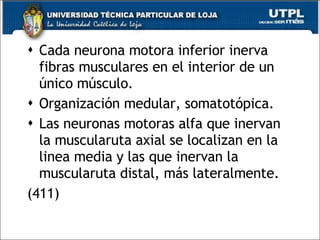 Cada neurona motora inferior inerva fibras musculares en el interior de un único músculo. Organización medular, somatotópica. Las neuronas motoras alfa que inervan la muscularuta axial se localizan en la linea media y las que inervan la muscularuta distal, más lateralmente. (411) 
