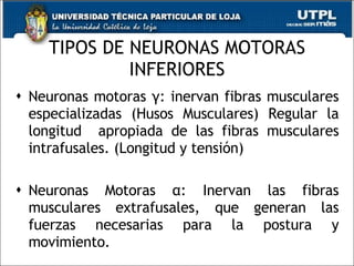 TIPOS DE NEURONAS MOTORAS INFERIORES Neuronas motoras  γ : inervan fibras musculares especializadas (Husos Musculares) Regular la longitud  apropiada de las fibras musculares intrafusales. (Longitud y tensión) Neuronas Motoras  α : Inervan las fibras musculares extrafusales, que generan las fuerzas necesarias para la postura y movimiento.  