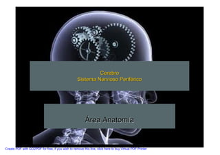 Cerebro
                                                    Sistema Nervioso Periférico




                                                          Área Anatomía


Create PDF with GO2PDF for free, if you wish to remove this line, click here to buy Virtual PDF Printer
 