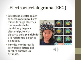Electroencefalograma (EEG)
• Se colocan electrodos en
el cuero cabelludo. Estos
miden la carga eléctrica
que sale desde las
dendritas y llegan a
alterar el potencial
eléctrico de la piel debido
a la resistencia eléctrica
del tejido.
• Permite monitorear la
actividad eléctrica del
cerebro durante un
estímulo.
 