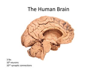 The Human Brain
3 lbs
109 neurons
1015 synaptic connections
 