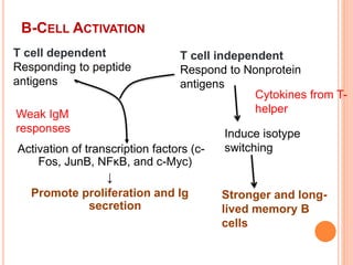 B-CELL ACTIVATION
Activation of transcription factors (c-
Fos, JunB, NFκB, and c-Myc)
↓
Promote proliferation and Ig
secretion
T cell dependent
Responding to peptide
antigens
T cell independent
Respond to Nonprotein
antigens
Cytokines from T-
helper
Induce isotype
switching
Stronger and long-
lived memory B
cells
Weak IgM
responses
 