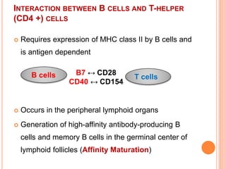 INTERACTION BETWEEN B CELLS AND T-HELPER
(CD4 +) CELLS
 Requires expression of MHC class II by B cells and
is antigen dependent
 Occurs in the peripheral lymphoid organs
 Generation of high-affinity antibody-producing B
cells and memory B cells in the germinal center of
lymphoid follicles (Affinity Maturation)
B cells T cells
B7 ↔ CD28
CD40 ↔ CD154
 