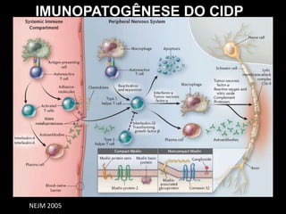 Há cinco classes de imunoglobulina com função de anticorpo: IgA, IgD, IgE, IgG e IgM. Os diferentes tipos se diferenciam pela suas propriedades biológicas, localizações funcionais e habilidade para lidar com diferentes antígenos.