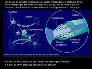 Constituida de camadas bimoleculares de lípides intercaladas com proteínas. Tem a mesma composição das membranas celulares, ou seja, 70% de lípides e 30% de proteínas, com alta concentração de colesterol e fosfolípedes na sua composiçãoA mielina do SNC é produzida por células chamadas oligondendrócitosA mielina do SNP é produzida pelas células de Schwann