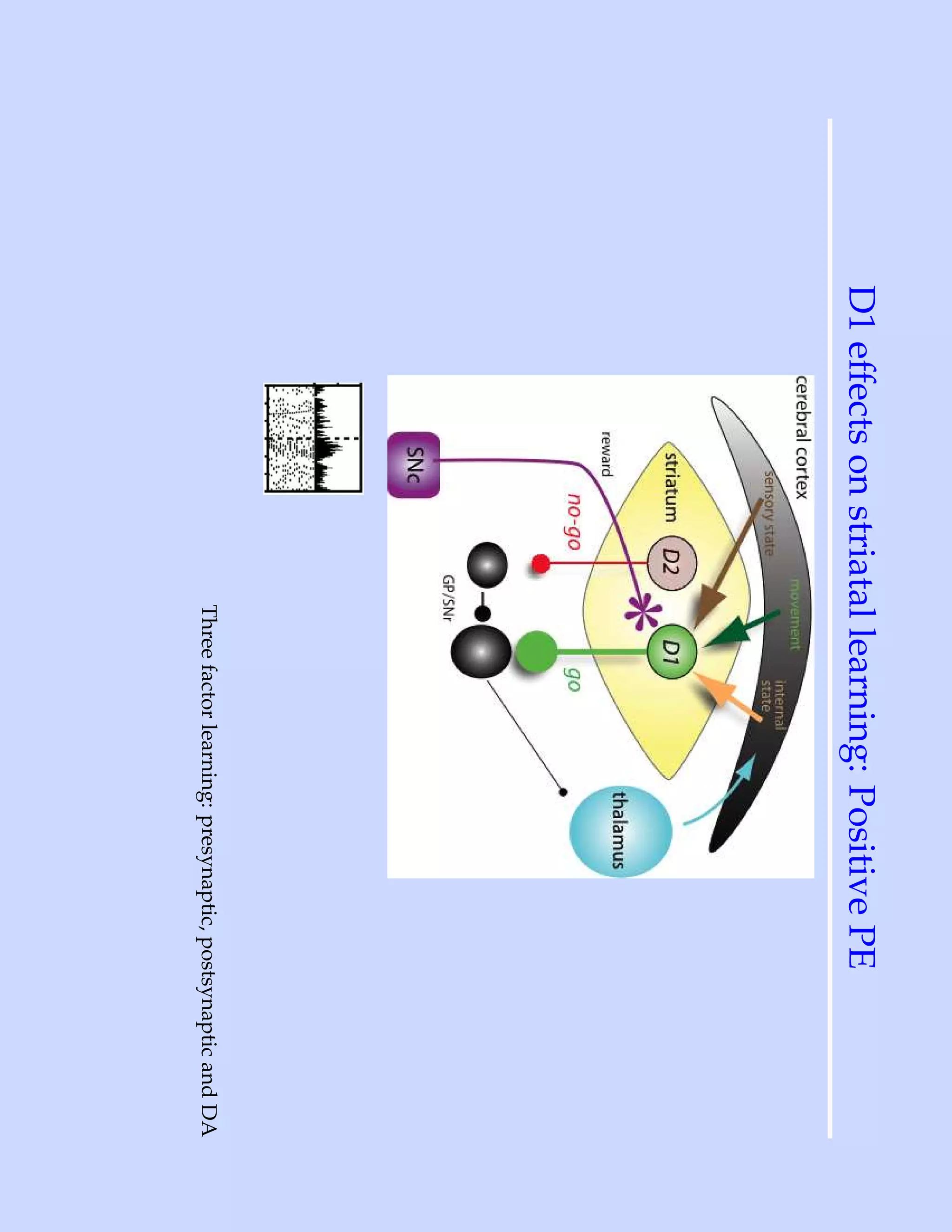 D1 effects on striatal learning: Positive PE
                    Three factor learning: presynaptic, postsynaptic and DA
 