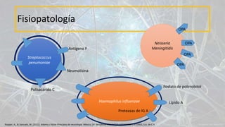 Fisiopatología
Streptococcus
penumoniae
Neisseria
Meningitidis
Haemophilus influenzae
Neumolisina
Antígeno F
Polisacárido C
Lípido A
Fosfato de polirrobitol
Proteasas de lG A
OPA
OPA
OPA
OPA
Ropper, A., & Samuels, M. (2011). Adams y Victor Principios de neurología. México, DF: McGRAW-HILL INTERAMERICANA EDITORES, S.A. de C.V.
 
