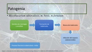 • Mycobacterium tuberculosis, m. bovis, m.fortuitum
Patogenia
Siembra de meninges
y encéfalo
Formación de
tubérculos
Rotura de tubérculos
Infección del espacio
subaracnoideo
Proceso final de la tuberculosis miliar
Ropper, A., & Samuels, M. (2011). Adams y Victor Principios de neurología. México, DF: McGRAW-HILL INTERAMERICANA EDITORES, S.A. de C.V.
 