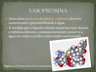  Atua sobre os ductos e túbulos coletores dos rins
   aumentando a permeabilidade à água.
  À medida que o líquido tubular atravessa esses ductos
   e túbulos coletores, consequentemente conserva a
   água no corpo e produz urina muito concentrada.




Figura 1.2 Fórmula estrutural da vasopressina
 