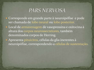  Corresponde em grande parte à neuroipófise e pode
  ser chamada de lobo neural ou lobo posterior.
 Local de armazenagem de vasopressina e oxitocina à
  altura dos corpos neurossecretores, também
  denominados corpos de Herring.
 Apresenta pituícitos, células da glia inerentes à
  neuroipófise, correspondendo a células de sustentação.
 