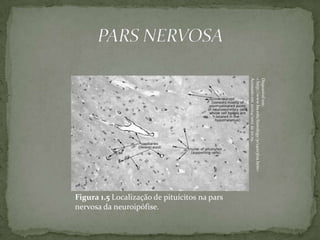 Disponível em:
< http://www.bu.edu/histology/p/14003loa.htm>
Acessado em 20/04/2012 às 20:29.
                                                Figura 1.5 Localização de pituícitos na pars
                                                nervosa da neuroipófise.
 