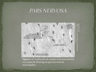 Acessado em 20/04/2012 às 20:29.
                                                    <http://www.bu.edu/histology/p/14004loa.htm>
                                                    Disponível em:
Figura 1.7 Localização de corpos neurossecretores
ou corpos de Herring na pars nervosa da
neuroipófise.
 