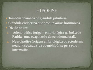  Também chamada de glândula pituitária
 Glândula endócrina que produz vários hormônios
 Divide-se em:
1.  Adenoipófise (origem embriológica na bolsa de
   Rathke, uma evaginação do ectoderma oral).
2. Neuroipófise (origem embriológica do ectoderma
   neural), separada da adenohipófise pela pars
   intermedia.
 