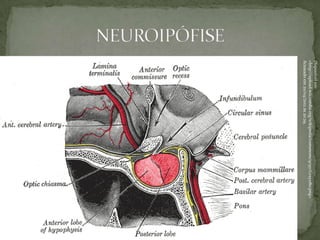 Disponível em:
<http://upload.wikimedia.org/wikipedia/commons/9/97/Gray1180.png>
Acessado em 20/04/2012 às 20:29.
 