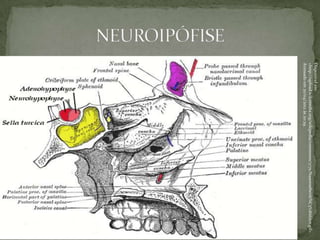 Disponível em:
<http://upload.wikimedia.org/wikipedia/commons/7/71/Nasennebenh%C3%B6hlen.gif>
Acessado em 20/04/2012 às 20:29.
 