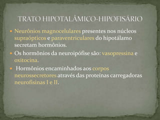  Neurônios magnocelulares presentes nos núcleos
  supraópticos e paraventriculares do hipotálamo
  secretam hormônios.
 Os hormônios da neuroipófise são: vasopressina e
  oxitocina.
 Hormônios encaminhados aos corpos
  neurossecretores através das proteínas carregadoras
  neurofisinas I e II.
 