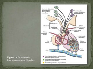 Figura 1.1 Esquema de
funcionamento da hipófise.
 