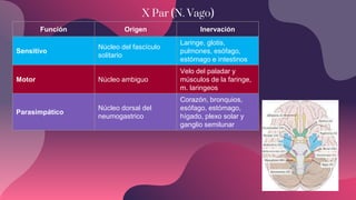 X Par (N. Vago)
Función Origen Inervación
Sensitivo
Núcleo del fascículo
solitario
Laringe, glotis,
pulmones, esófago,
estómago e intestinos
Motor Núcleo ambiguo
Velo del paladar y
músculos de la faringe,
m. laringeos
Parasimpático
Núcleo dorsal del
neumogastrico
Corazón, bronquios,
esófago, estómago,
hígado, plexo solar y
ganglio semilunar
 