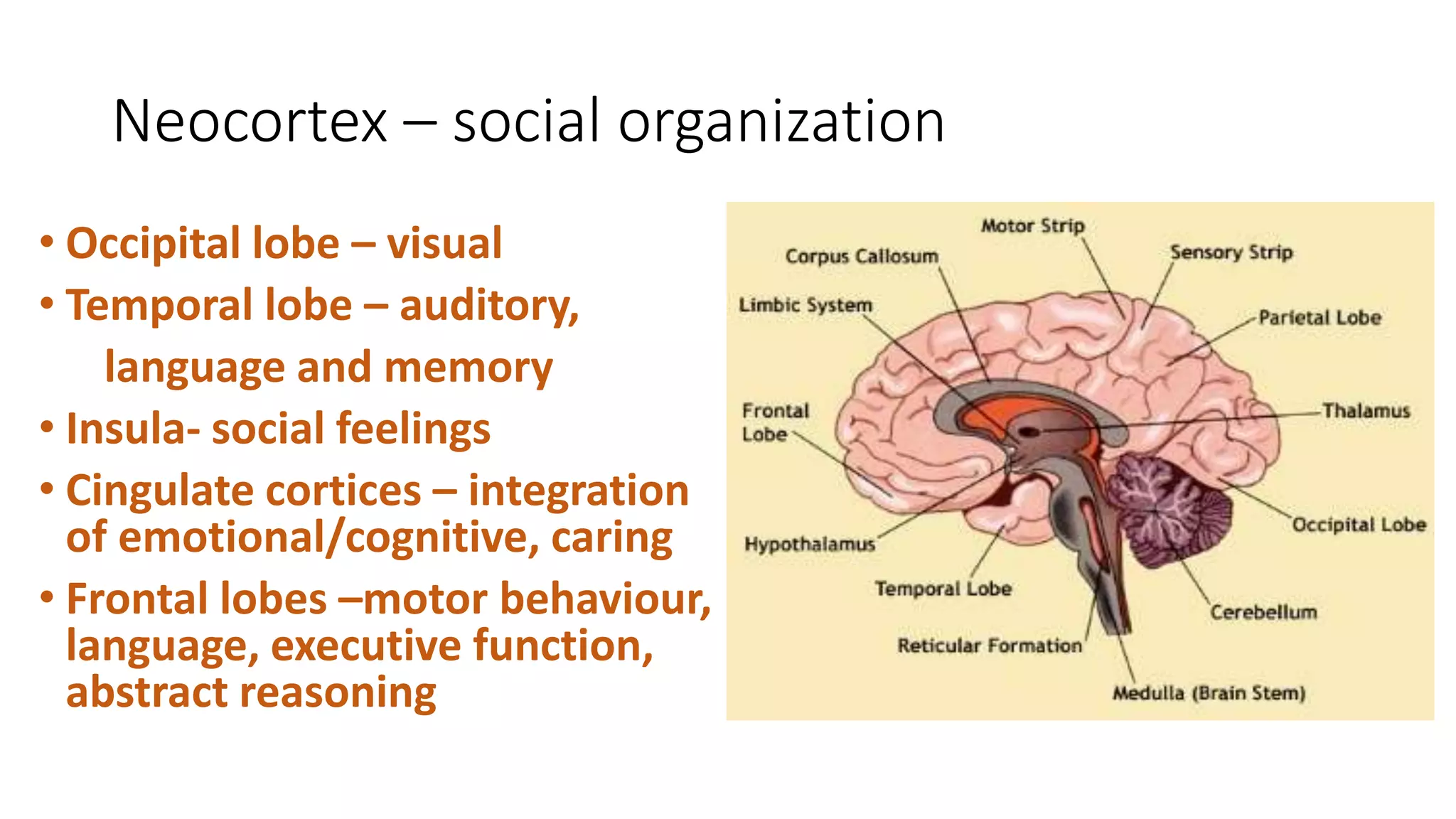 Neuroleadership PPTX neuroleadership-pptx