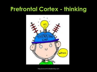 Prefrontal Cortex - thinking
http://concentricleadership.com
 