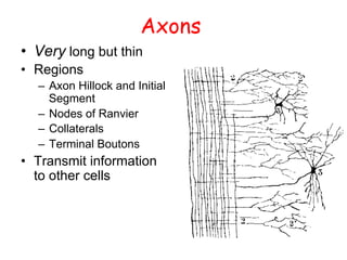 Neuroscience and neurons in biology introduction | PDF