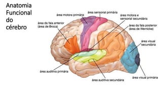 Anatomia
Funcional
do
cérebro
 