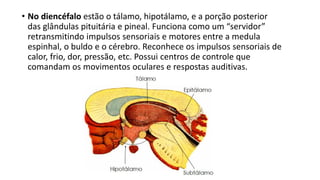 • No diencéfalo estão o tálamo, hipotálamo, e a porção posterior
das glândulas pituitária e pineal. Funciona como um “servidor”
retransmitindo impulsos sensoriais e motores entre a medula
espinhal, o buldo e o cérebro. Reconhece os impulsos sensoriais de
calor, frio, dor, pressão, etc. Possui centros de controle que
comandam os movimentos oculares e respostas auditivas.
 