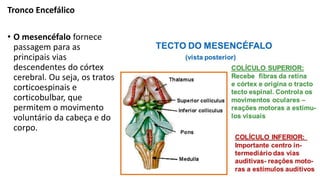 Tronco Encefálico
• O mesencéfalo fornece
passagem para as
principais vias
descendentes do córtex
cerebral. Ou seja, os tratos
corticoespinais e
corticobulbar, que
permitem o movimento
voluntário da cabeça e do
corpo.
 