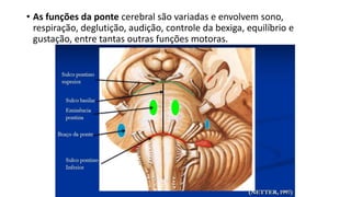 • As funções da ponte cerebral são variadas e envolvem sono,
respiração, deglutição, audição, controle da bexiga, equilíbrio e
gustação, entre tantas outras funções motoras.
 