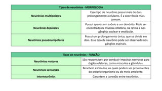 Tipos de neurônios - MORFOLOGIA
Neurônios multipolares
Esse tipo de neurônio possui mais de dois
prolongamentos celulares. É a ocorrência mais
comum.
Neurônios bipolares
Possui apenas um axônio e um dendrito. Pode ser
encontrado na mucosa olfatória, na retina e nos
gânglios coclear e vestibular.
Neurônios pseudounipolares
Possui um prolongamento único, que se divide em
dois. Esse tipo de neurônio pode ser observado nos
gânglios espinais.
Tipos de neurônios - FUNÇÃO
Neurônios motores
São responsáveis por conduzir impulsos nervosos para
órgãos efetores, como músculos e glândulas.
Neurônios sensoriais
Recebem estímulos, os quais podem ser provenientes
do próprio organismo ou do meio ambiente.
Interneurônios Garantem a conexão entre neurônios.
 