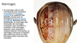 Meninges
• As meninges são as três
membranas que revestem
o encéfalo e a medula
espinal e os separam das
paredes ósseas que os
protegem (crânio e coluna
vertebral). Baseado na sua
localização, as meninges são
chamadas de meninges
cranianas, que revestem o
encéfalo, e de meninges
espinais, que revestem a
medula espinal. Entretanto, as
meninges cranianas e espinais
são contínuas entre si e são
formadas pelas mesmas três
camadas.
 