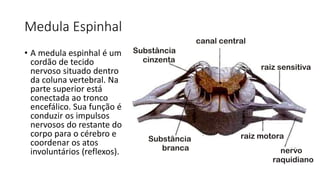 Medula Espinhal
• A medula espinhal é um
cordão de tecido
nervoso situado dentro
da coluna vertebral. Na
parte superior está
conectada ao tronco
encefálico. Sua função é
conduzir os impulsos
nervosos do restante do
corpo para o cérebro e
coordenar os atos
involuntários (reflexos).
 