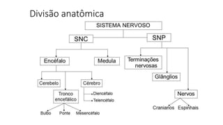 Divisão anatômica
 
